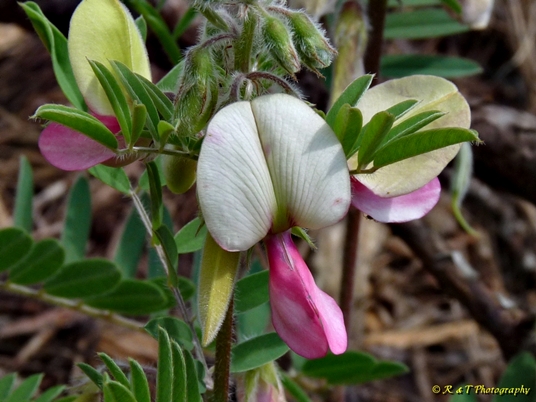 {Tephrosia virginiana}